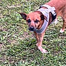 animal, brown_dog, canine, companion, daylight, dog, ears, four_legs, fur, grass, greenery, harness, muzzle, nature, outdoor, pet, small_dog, snout, standing, walking