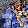 Hank joined the competition — help win amazing prizes! animal, blue_blanket, blue_cable, brown_dog, checkered_blanket, close_up, companion, cozy, cute, dog, domestic_animal, ears_up, floor, harness, indoor, looking_up, lying_down, pet, resting, small_dog