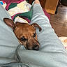animal, bed, blanket, brown_dog, canine, casual_clothing, comfort, cozy, dog, floor, furniture, home, indoor, legs, pet, quilt, relaxing, resting, sweatpants, wooden_furniture