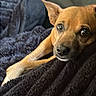 Hank joined the competition — help win amazing prizes! animal, blanket, brown_dog, canine, closeup, companion, cozy, cute, dog, domestic_animal, ears, fur, furniture, indoor, laying_down, looking_up, pet, relaxed, resting, soft_texture
