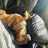 Hank joined the competition — help win amazing prizes! black_couch, brown_dog, canine, casual, closeup, cozy, cup_holder, dog, ears, furniture, harness, home, indoor, leather_couch, pet, relaxed, resting, snout, soft_light, upside_down