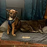 bed, brown_dog, canine, companion, cozy, curtain, curtains, dog, fabric, floor, furniture, harness, home, indoor, pets, relaxing, resting, sleeping, two_dogs, window