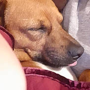 Hank is registered to the contest to win money with this photo: blanket, brown_dog, casual, closeup, comfort, cozy, cuddle, dog, face, human, indoor, person, pet, portrait, relaxed, resting, sleeping, snuggle, sweater, tongue_out