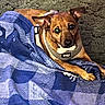 Hank joined the competition — help win amazing prizes! animal, blanket, blue_blanket, brown_dog, canine, carpet, comfort, curious, dog, ears, fur, harness, household, indoor, looking, lying_down, patterned_blanket, pet, resting, small_dog