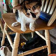 Daisy joined the competition — help win amazing prizes! cat, kitten, calico, wooden_chair, floor, shoes, slippers, curious, indoor, pet, animal, furniture, legs, wood, playful, whiskers, ears, eyes, domestic, cute