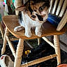animal, calico, cat, curious, cute, domestic, ears, eyes, floor, furniture, indoor, kitten, legs, pet, playful, shoes, slippers, whiskers, wood, wooden_chair
