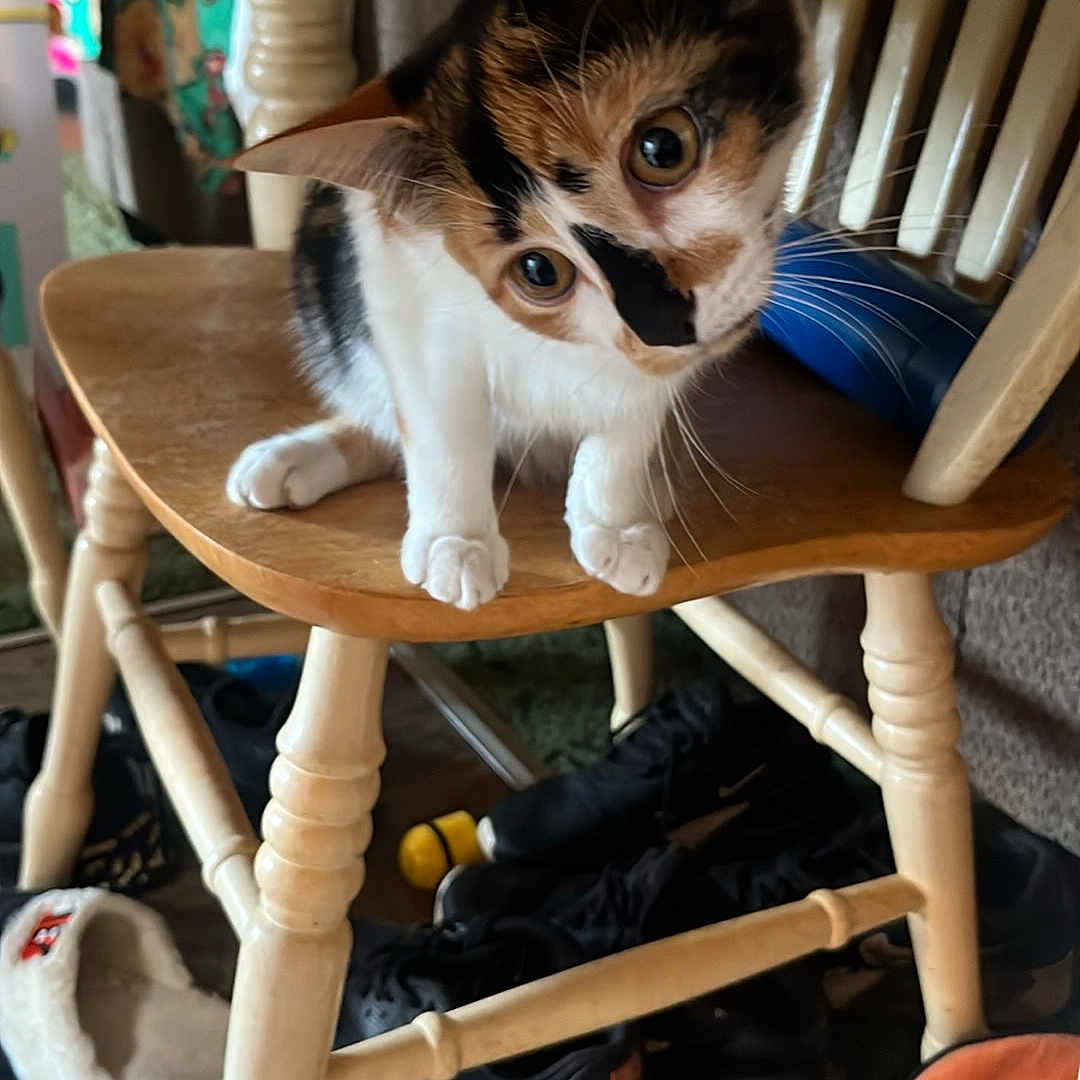 Daisy joined the competition — help win amazing prizes! cat, kitten, calico, wooden_chair, floor, shoes, slippers, curious, indoor, pet, animal, furniture, legs, wood, playful, whiskers, ears, eyes, domestic, cute