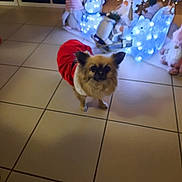 Shanna participe au concours pour gagner de l'argent avec cette photo : animal_figurines, blurred_background, celebration, christmas, christmas_lights, christmas_tree, cute, decor, decorative_figures, dog, festive, festive_clothing, holiday, holiday_decorations, indoor, lights, ornaments, pet, small_dog, tile_floor