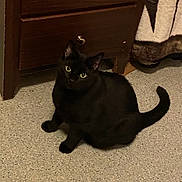 Sheika Marue joined the competition — help win amazing prizes! animal, black_cat, blanket, cat, cozy, curious, domestic, ears, eyes, feline, floor, fur, home, indoor, looking_up, mammal, pet, quiet, tail, wooden_cabinet