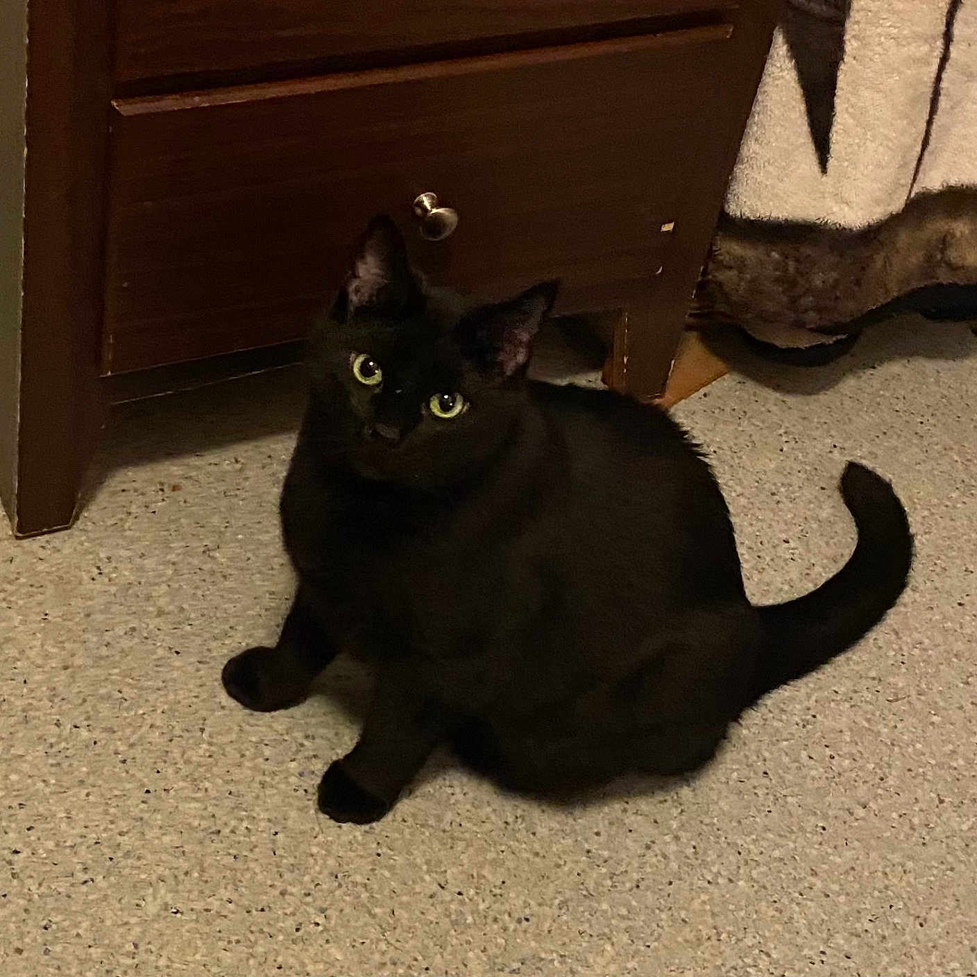 Sheika Marue joined the competition — help win amazing prizes! animal, black_cat, blanket, cat, cozy, curious, domestic, ears, eyes, feline, floor, fur, home, indoor, looking_up, mammal, pet, quiet, tail, wooden_cabinet