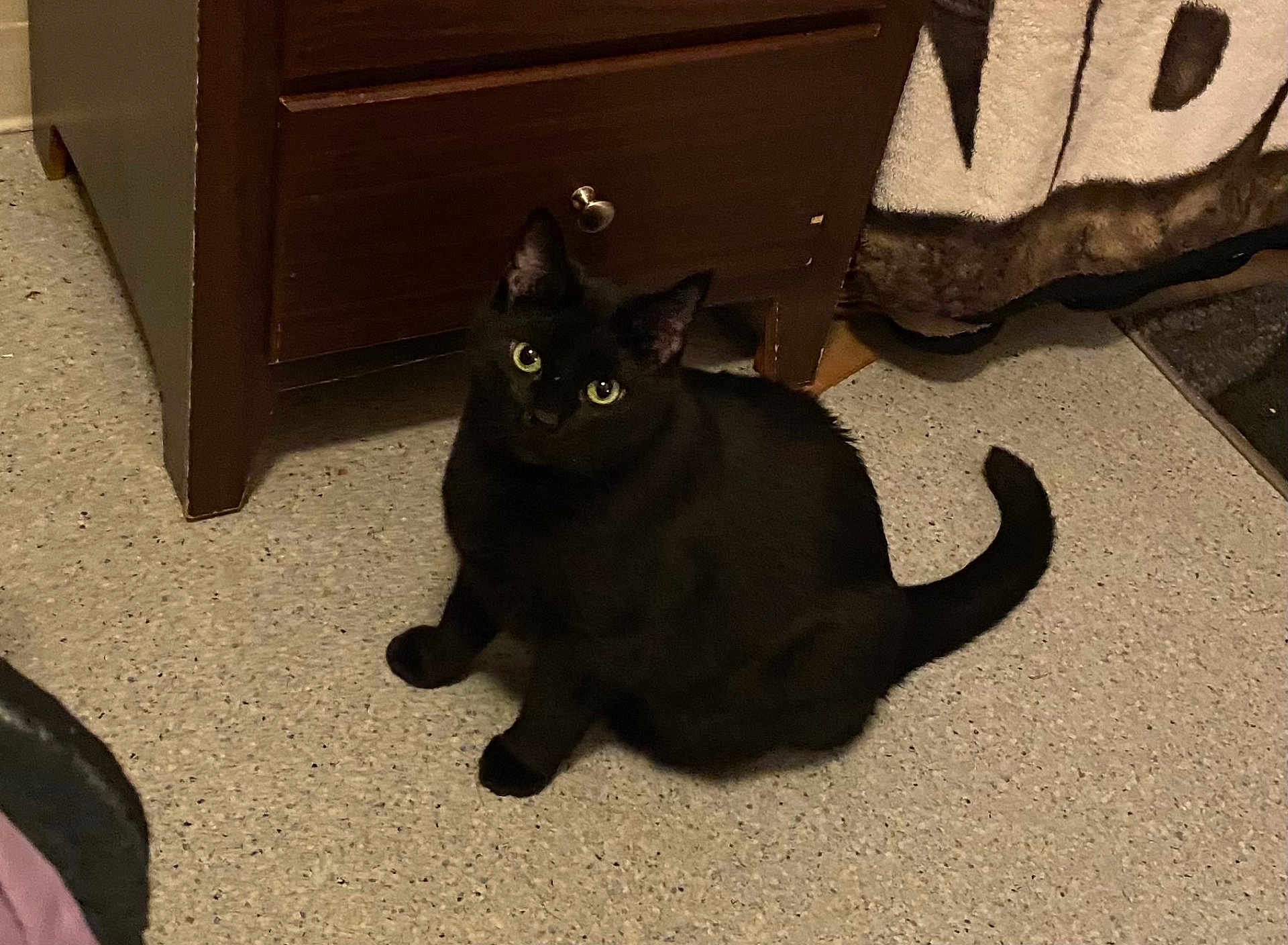 Sheika Marue joined the competition — help win amazing prizes! animal, black_cat, blanket, cat, cozy, curious, domestic, ears, eyes, feline, floor, fur, home, indoor, looking_up, mammal, pet, quiet, tail, wooden_cabinet