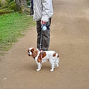 Pepsi participe au concours pour gagner de l'argent avec cette photo : man, dog, leash, path, park, trees, grass, jacket, walking, outdoor, pet, nature, canine, senior, brown, white, pavement, leisure, animal, side_view
