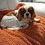 Pepsi a rejoint le concours — aidez-le/la à gagner de superbes lots ! dog, cavalier_king_charles_spaniel, orange_blanket, white_chair, indoor, pet, fur, cute, resting, cozy, curtains, furniture, living_room, comfort, animal, relaxing, small_dog, brown_and_white, soft_texture, home