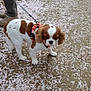 Pepsi participe au concours pour gagner de l'argent avec cette photo : dog, cavalier_king_charles_spaniel, pet, leash, flower_petals, spring, outdoor, path, boots, person, walking, nature, canine, animal, brown_and_white, fur, small_dog, daylight, ground, leisure