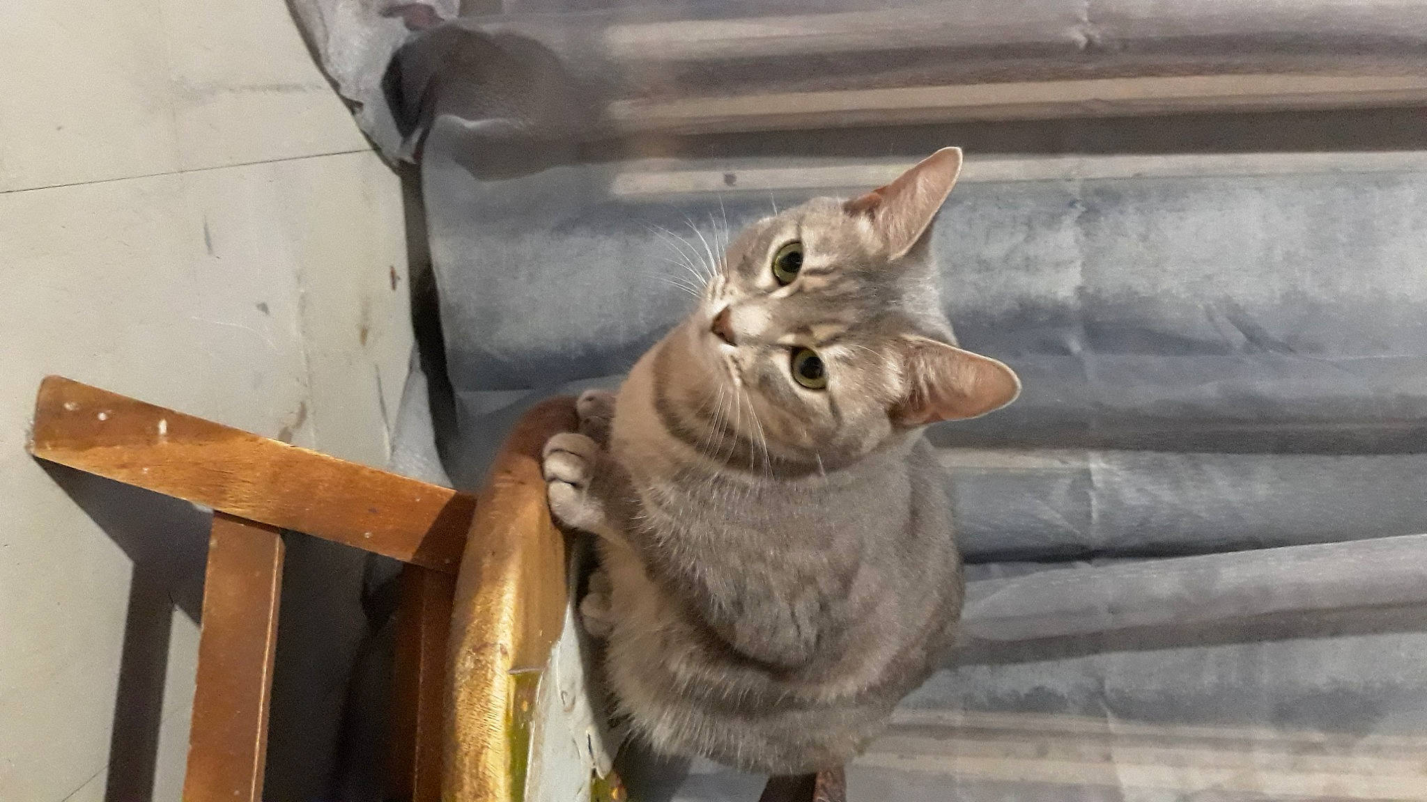 Reine Des Prés participe au concours pour gagner de l'argent avec cette photo : carnivore, cat, domestic_short_haired_cat, fawn, felidae, fur, small_to_medium_sized_cats, snout, tabby_cat, terrestrial_animal, vertebrate, whiskers