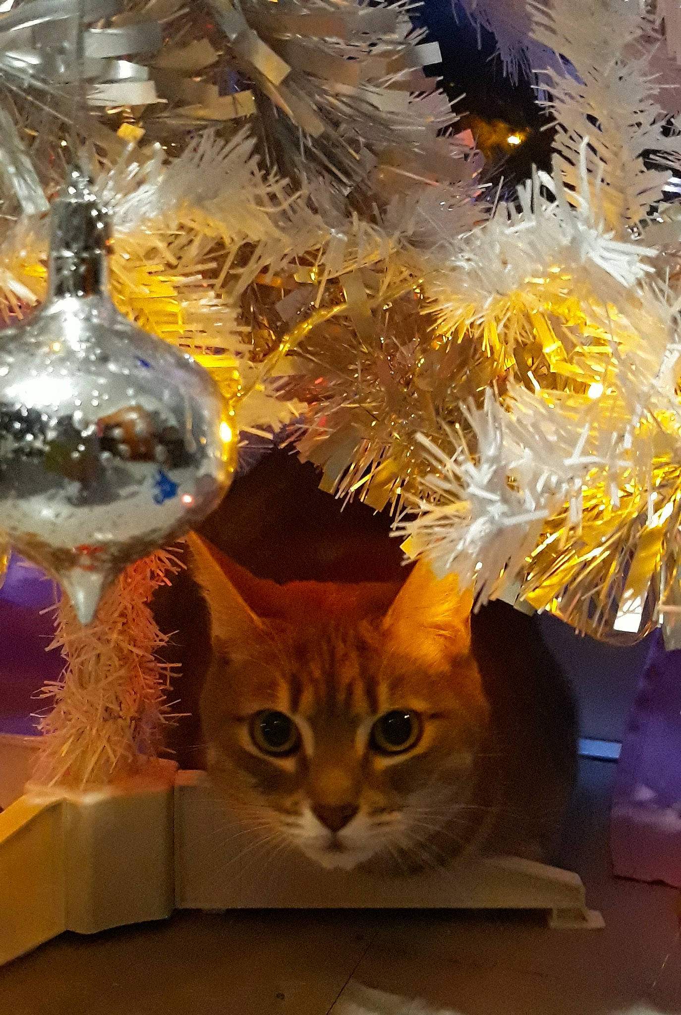 Reine Des Prés a rejoint le concours — aidez-le/la à gagner de superbes lots ! carnivore, cat, christmas, christmas_decoration, christmas_ornament, christmas_tree, conifer, domestic_short_haired_cat, felidae, fur, glass, holiday, holiday_ornament, kitten, natural_material, ornament, party_supply, small_to_medium_sized_cats, vertebrate, whiskers