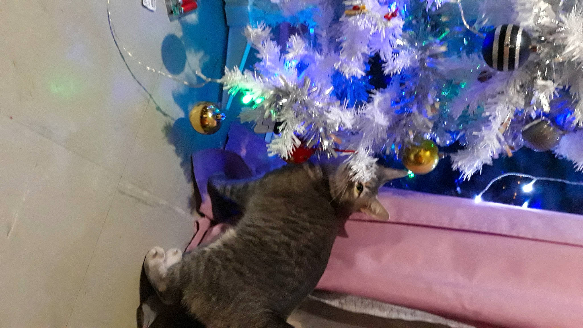 Reine Des Prés participe au concours pour gagner de l'argent avec cette photo : blue, carnivore, cat, christmas, christmas_decoration, christmas_eve, christmas_ornament, christmas_tree, cobalt_blue, couch, felidae, fur, holiday, holiday_ornament, interior_design, organism, ornament, small_to_medium_sized_cats, tail, vertebrate