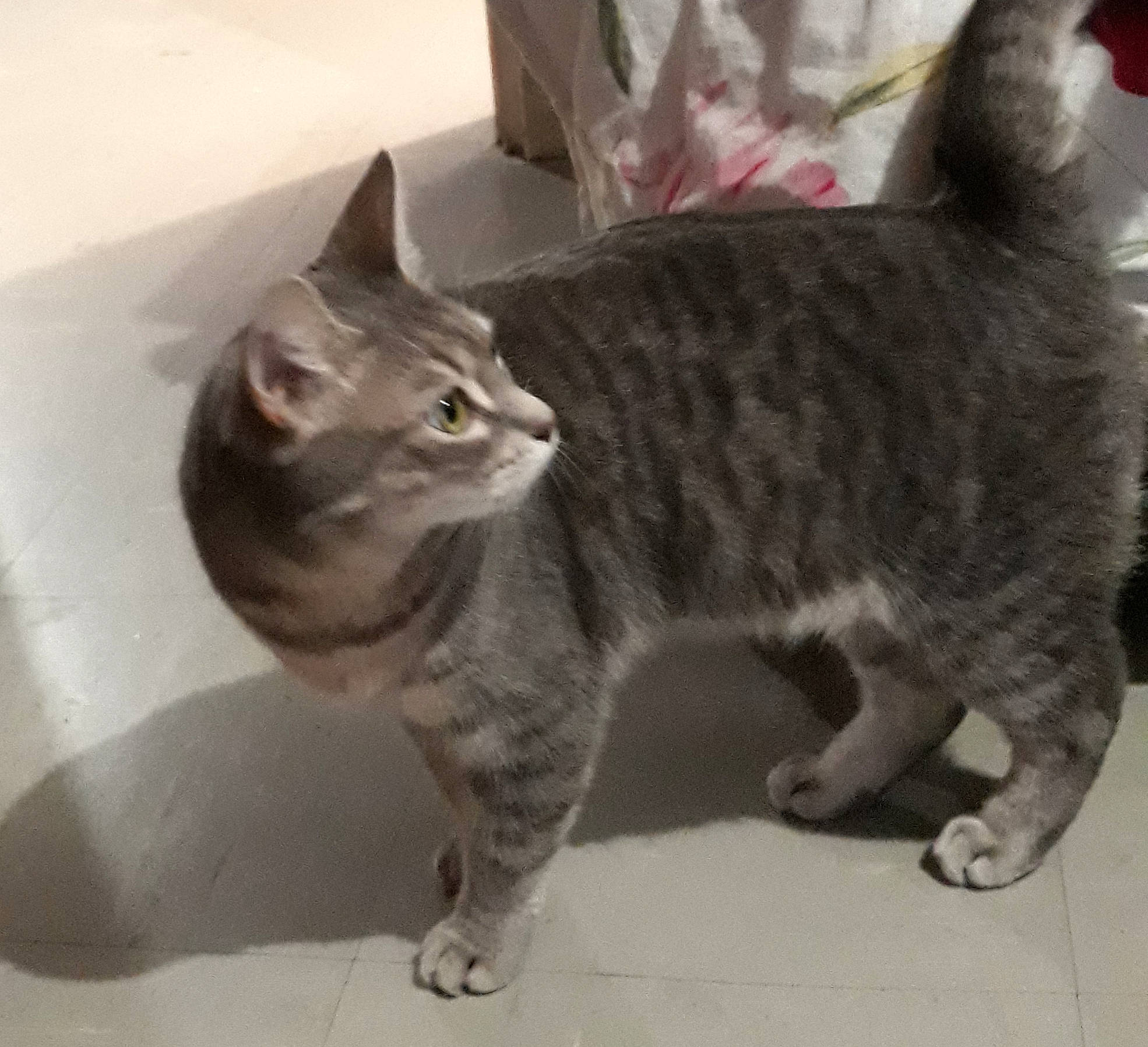 Reine Des Prés participe au concours pour gagner de l'argent avec cette photo : carnivore, cat, domestic_short_haired_cat, felidae, fur, grey, mammal, paw, pet_supply, small_to_medium_sized_cats, snout, tabby_cat, tail, tile, vertebrate, whiskers