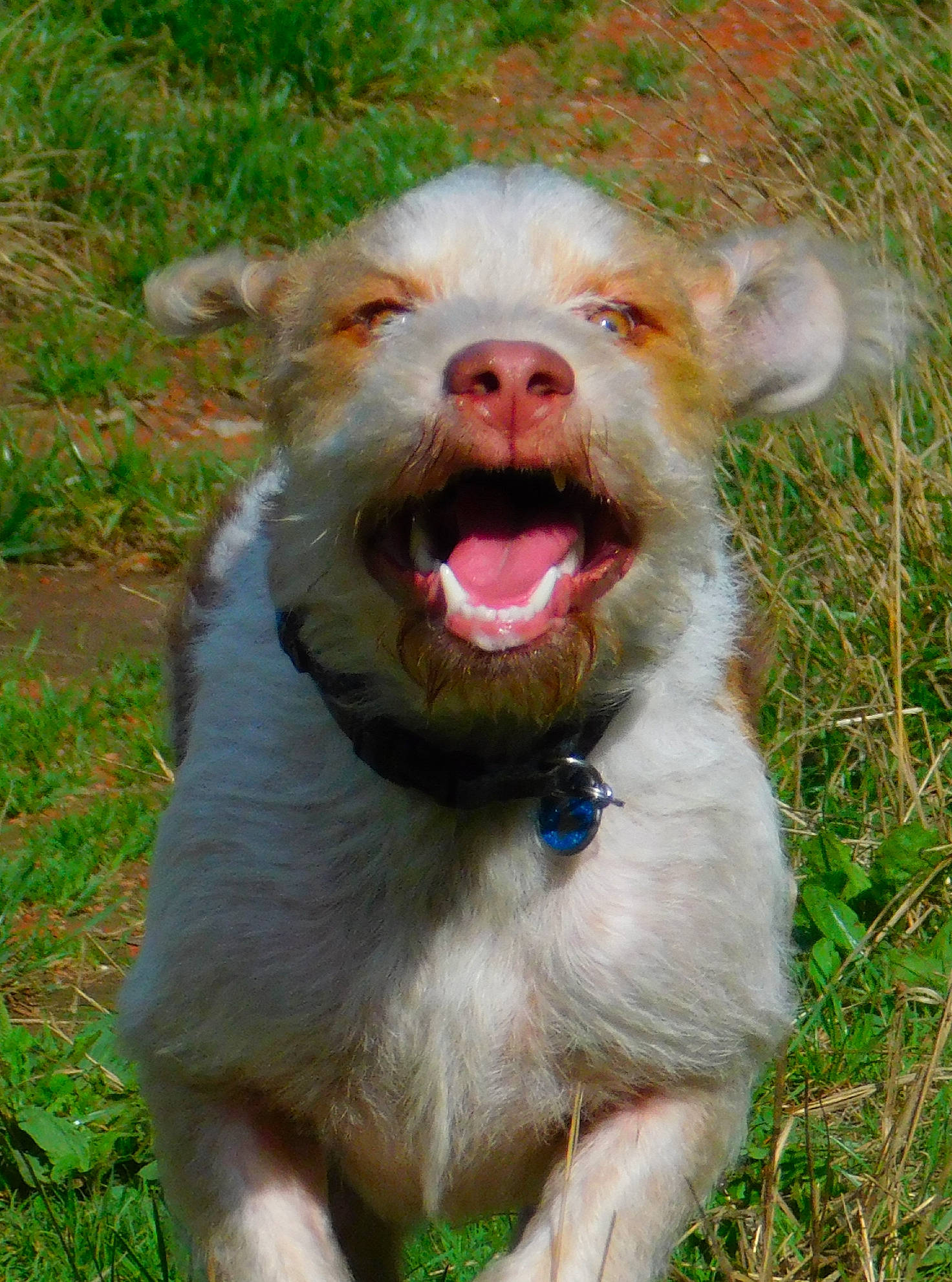 Tongo a rejoint le concours — aidez-le/la à gagner de superbes lots ! canidae, carnivore, collar, companion_dog, dog, dog_breed, dog_collar, fang, fawn, fur, grass, jaw, liver, smile, snout, sporting_group, terrestrial_animal, whiskers, working_animal, yawn