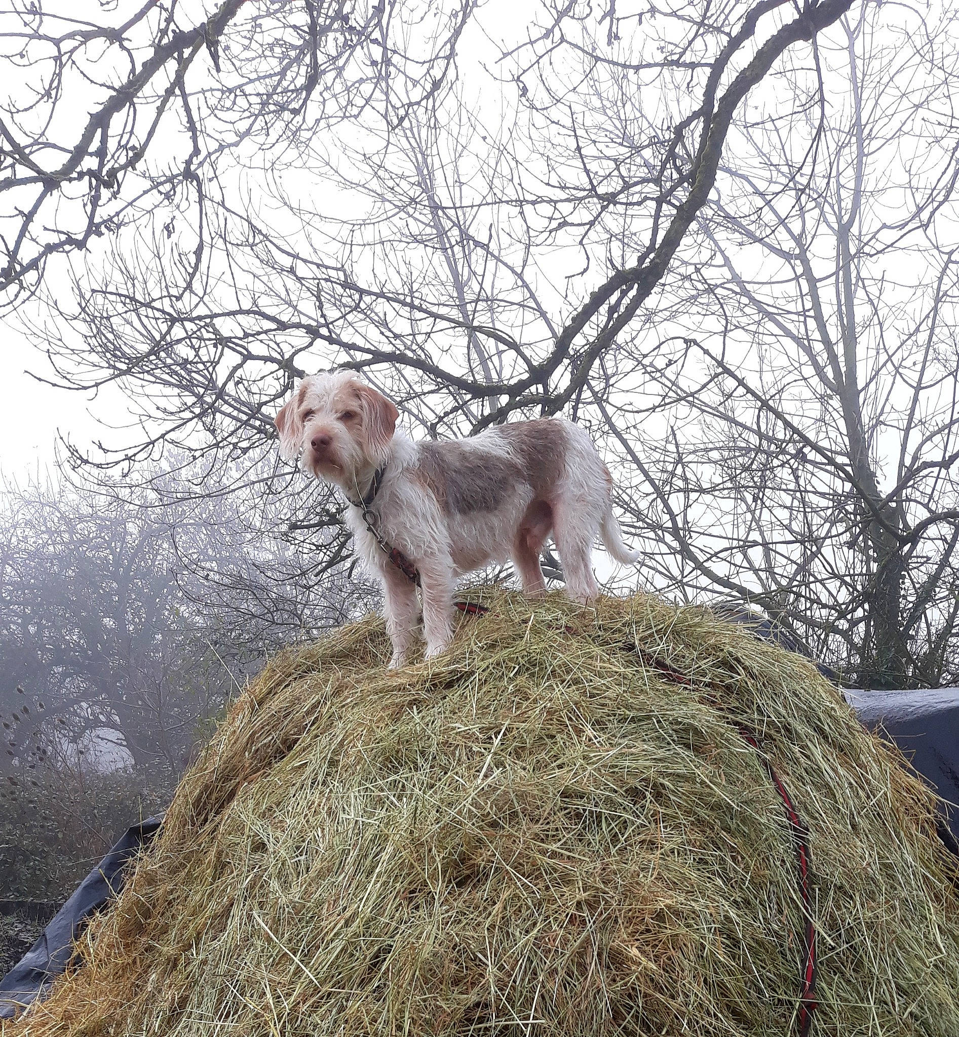 Tongo a rejoint le concours — aidez-le/la à gagner de superbes lots ! canidae, carnivore, companion_dog, dog, dog_breed, fawn, fur, grass, gun_dog, plant, retriever, sky, sporting_group, tail, tree, trunk, twig, wildlife, wood, working_animal