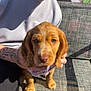 Honey joined the competition — help win amazing prizes! puppy, dog, pet, outdoor, person, tattoo, shirt, hand, chair, sunlight, shadow, fur, cute, animal, sitting, looking_at_camera, texture, nature, young_dog, closeup