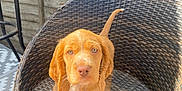 Honey is registered to the contest to win money with this photo: puppy, dog, brown, wicker_chair, outdoor, pet, cute, fence, table, animal, young, fur, tail, floor, sunlight, looking, domestic_animal, small, adorable, portrait