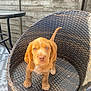 puppy, dog, brown, wicker_chair, outdoor, pet, cute, fence, table, animal, young, fur, tail, floor, sunlight, looking, domestic_animal, small, adorable, portrait