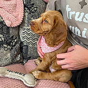 Honey joined the competition — help win amazing prizes! puppy, dog, pink_bandana, blanket, toy, bone_toy, human_hand, couch, cozy, pet, fur, side_profile, brown_dog, indoor, comfort, resting, animal, cute, young_dog, texture