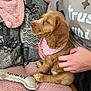 puppy, dog, pink_bandana, blanket, toy, bone_toy, human_hand, couch, cozy, pet, fur, side_profile, brown_dog, indoor, comfort, resting, animal, cute, young_dog, texture