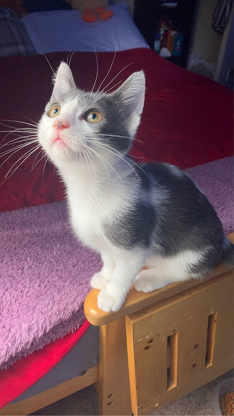 Genesis joined the competition — help win amazing prizes! box, carnivore, cat, cat_furniture, claw, domestic_short_haired_cat, felidae, fur, hardwood, paw, pet_supply, room, small_to_medium_sized_cats, tail, whiskers, wood