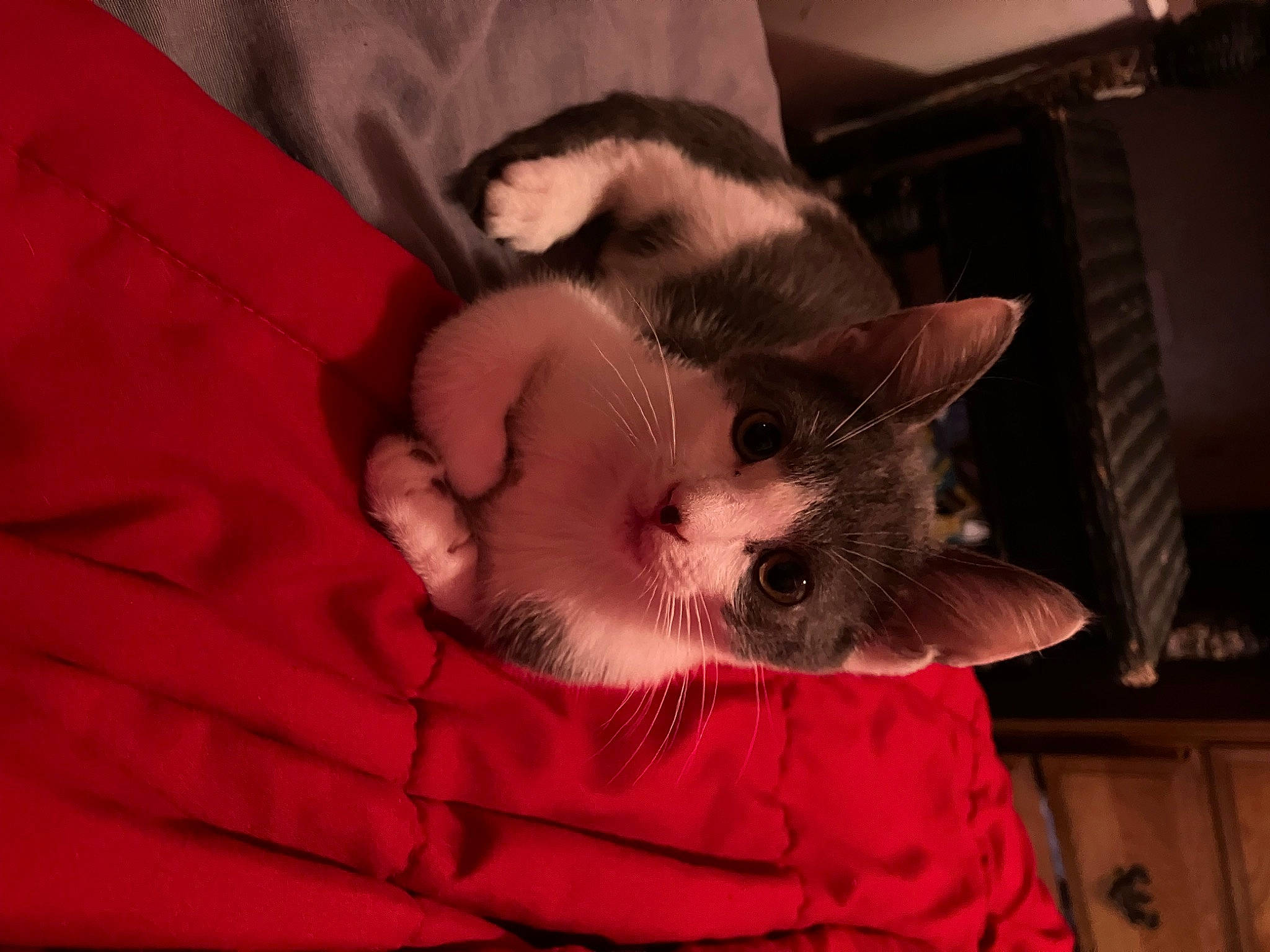 Genesis is registered to the contest to win money with this photo: canidae, carnivore, cat, claw, comfort, companion_dog, dog_breed, domestic_short_haired_cat, fawn, felidae, fur, lap, linens, nap, paw, small_to_medium_sized_cats, snout, tail, thai, whiskers