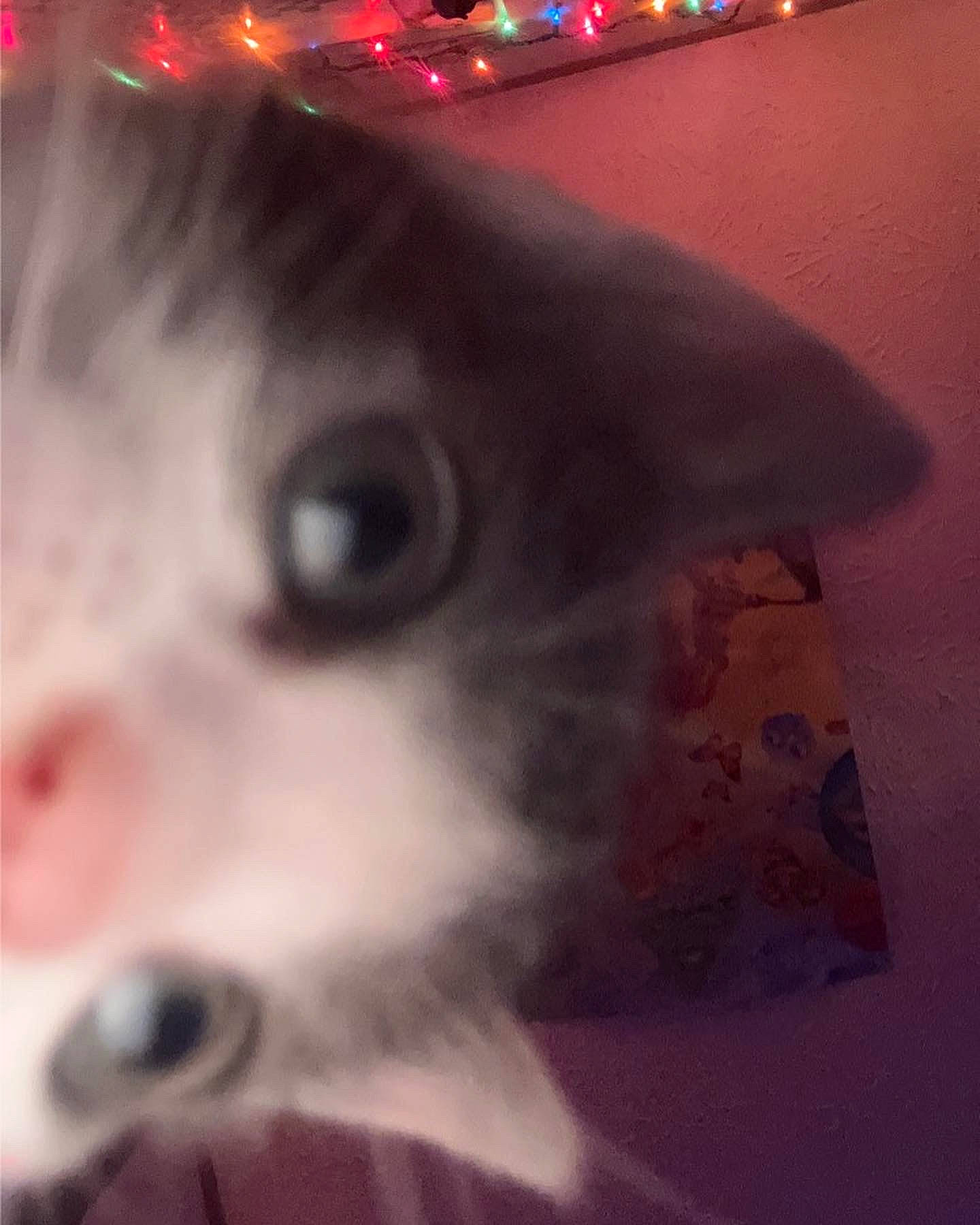 Genesis joined the competition — help win amazing prizes! carnivore, cat, domestic_short_haired_cat, ear, event, eye, eyebrow, eyelash, felidae, fur, head, iris, magenta, nose, ornament, photo_caption, small_to_medium_sized_cats, snout, whiskers