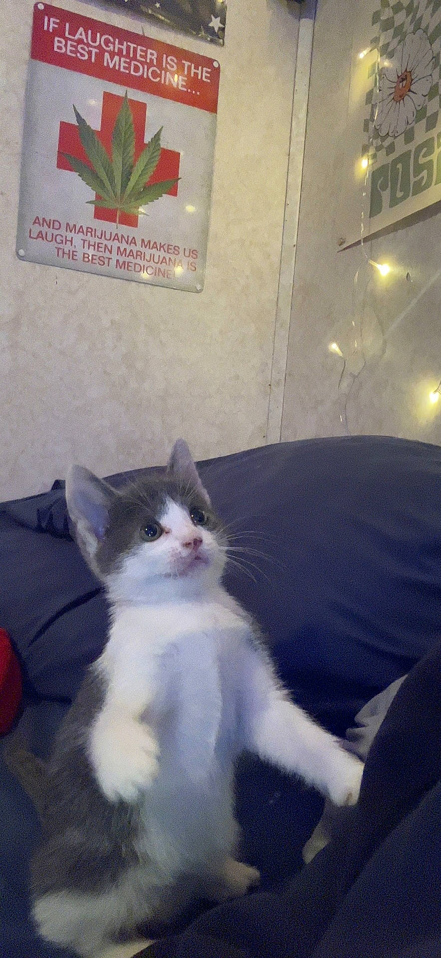 Genesis is registered to the contest to win money with this photo: box, carnivore, cat, comfort, couch, domestic_short_haired_cat, felidae, flooring, fur, houseplant, linens, paw, picture_frame, plant, room, small_to_medium_sized_cats, tail, whiskers, window, wood