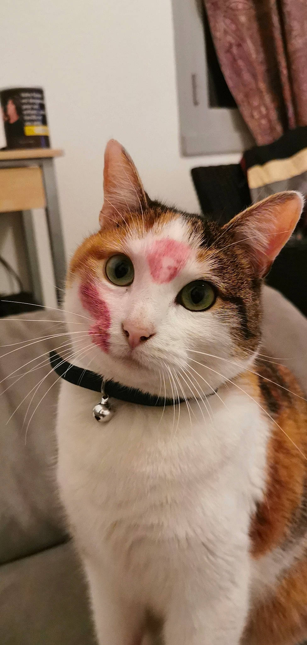 Dinah participe au concours pour gagner de l'argent avec cette photo : aegean_cat, american_shorthair, american_wirehair, arabian_mau, asian, carnivore, cat, domestic_short_haired_cat, european_shorthair, felidae, fur, german_rex, kitten, mammal, ojos_azules, small_to_medium_sized_cats, snout, tabby_cat, turkish_van, whiskers