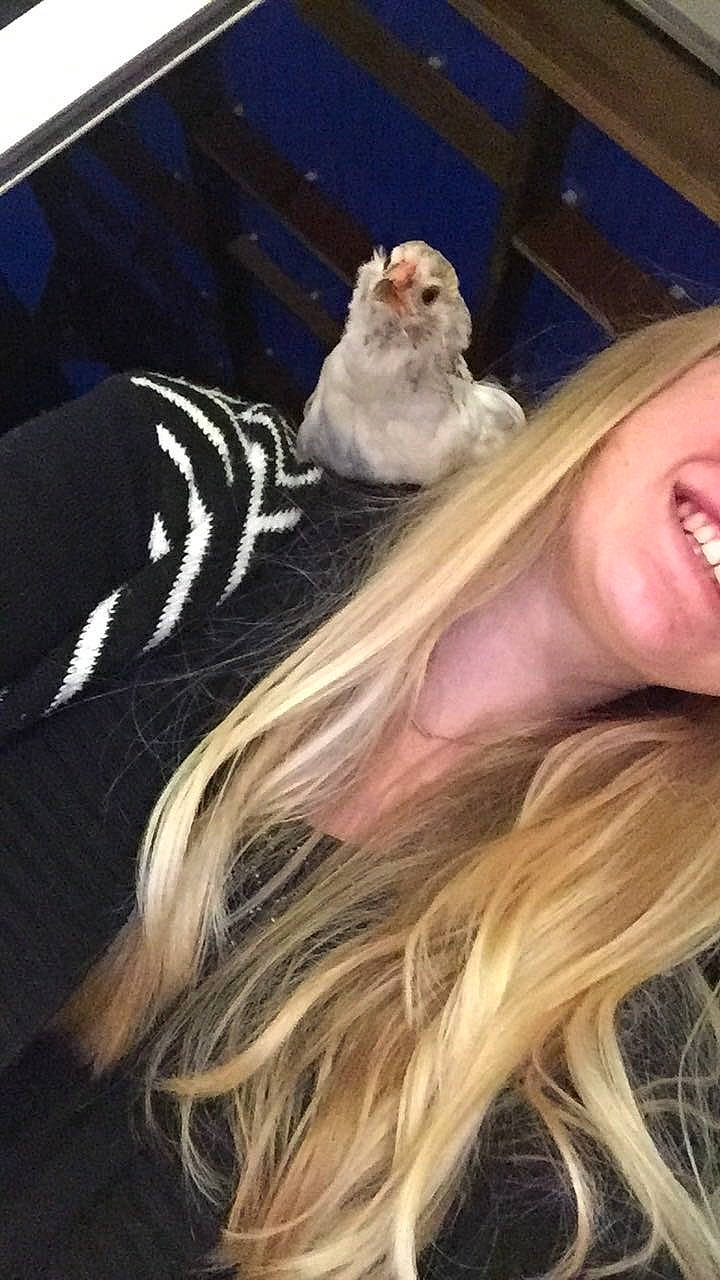 Nuggets participe au concours pour gagner de l'argent avec cette photo : blond, companion_dog, fawn, fur, hair, hairstyle, long_hair, photography