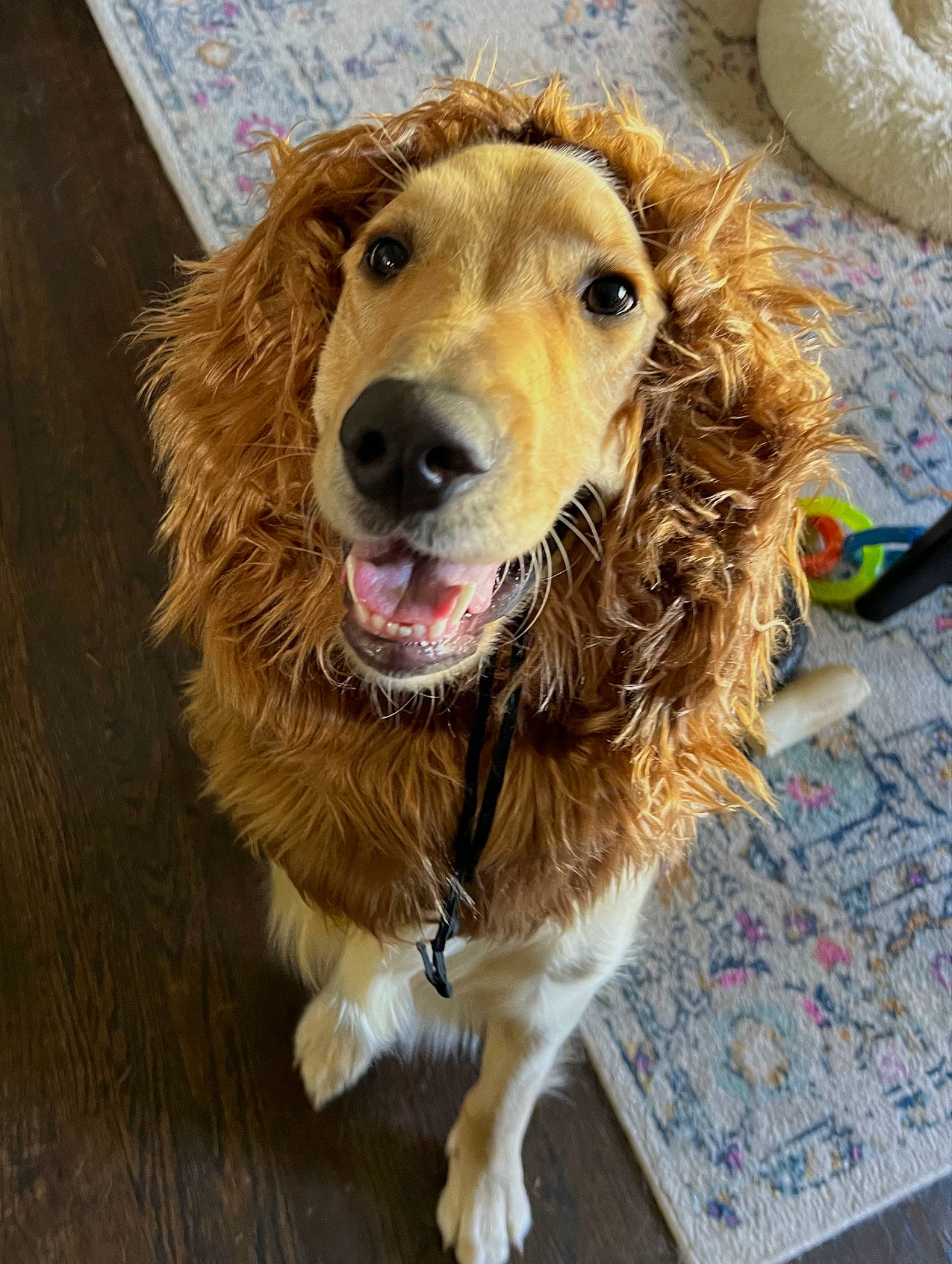 Fin is registered to the contest to win money with this photo: canidae, carnivore, collar, companion_dog, dog, dog_breed, dog_collar, fawn, flooring, fur, hardwood, liver, pet_supply, retriever, snout, spaniel, sporting_group, whiskers, wood, working_animal