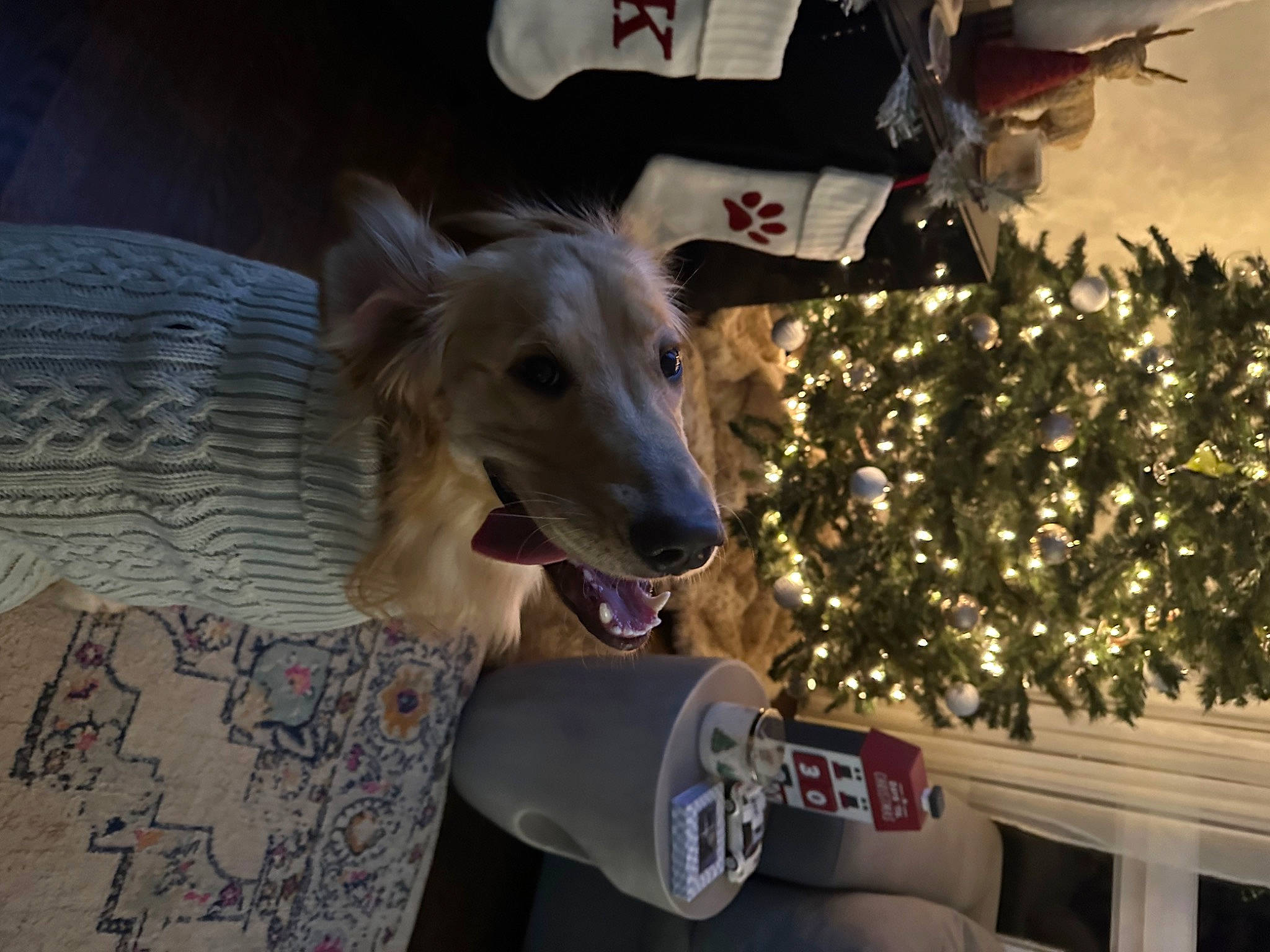 Fin is registered to the contest to win money with this photo: borzoi, canidae, carnivore, christmas_tree, companion_dog, conifer, dog, dog_breed, dog_supply, event, fawn, fir, fur, holiday, ornament, rampur_greyhound, sighthound, sporting_group, toy_dog, tree