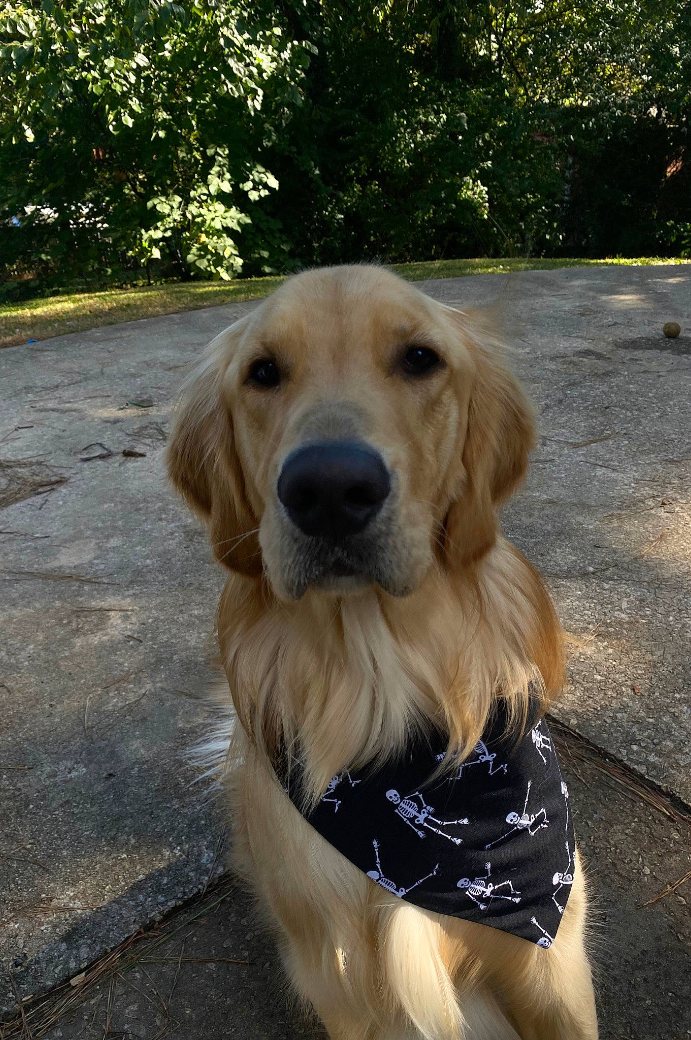 Fin joined the competition — help win amazing prizes! canidae, carnivore, companion_dog, dog, dog_breed, dog_collar, fawn, fur, grass, gun_dog, hunting_dog, plant, retriever, road_surface, snout, sporting_group, tree, whiskers, wood, working_animal