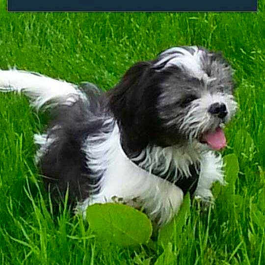 Bailey joined the competition — help win amazing prizes!