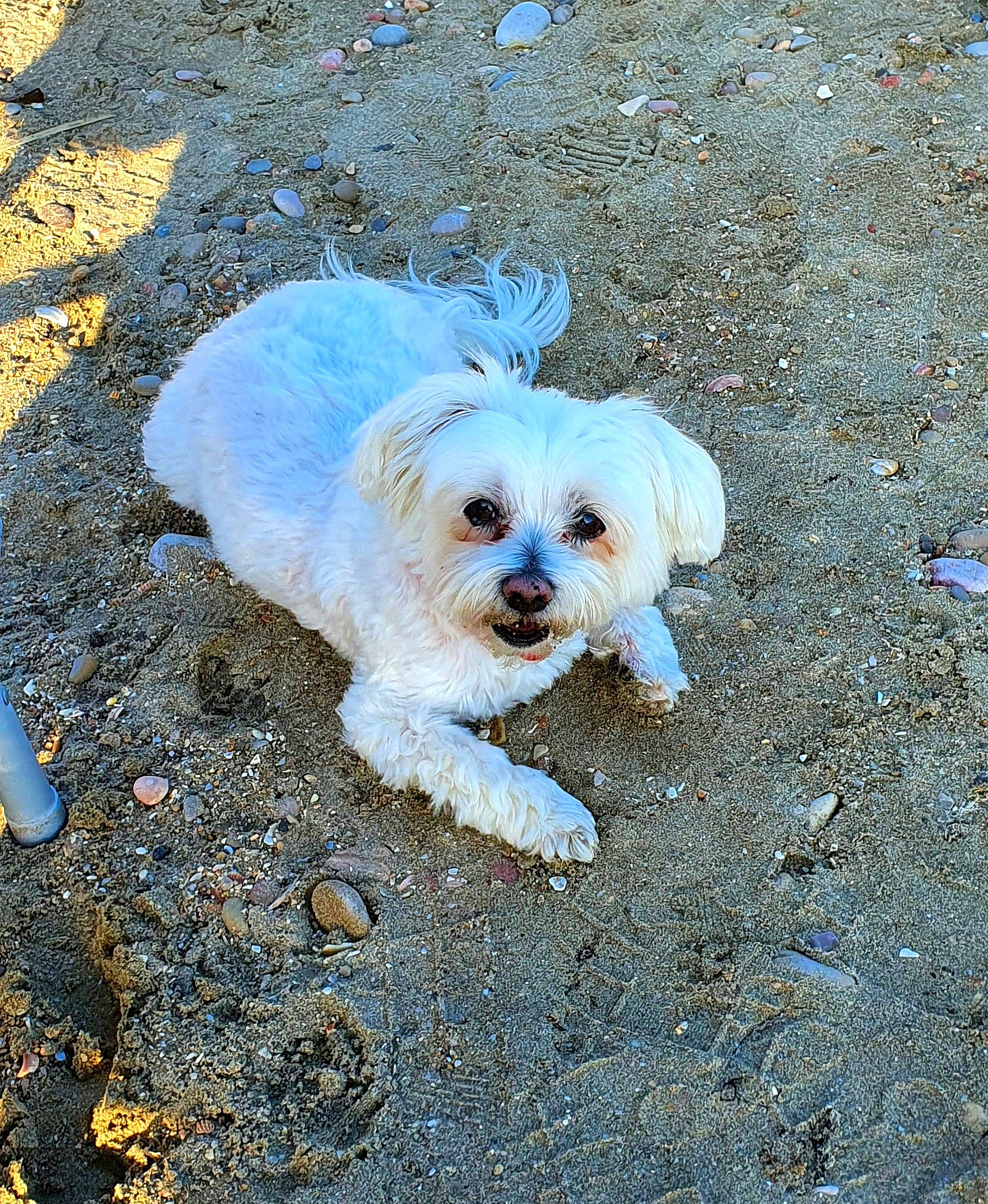 Hisis a rejoint le concours — aidez-le/la à gagner de superbes lots ! asphalt, canidae, carnivore, companion_dog, dog, dog_breed, dog_clothes, dog_collar, labradoodle, maltepoo, poodle_crossbreed, puppy_love, road_surface, small_terrier, snout, soil, sporting_group, tar, terrier, toy_dog