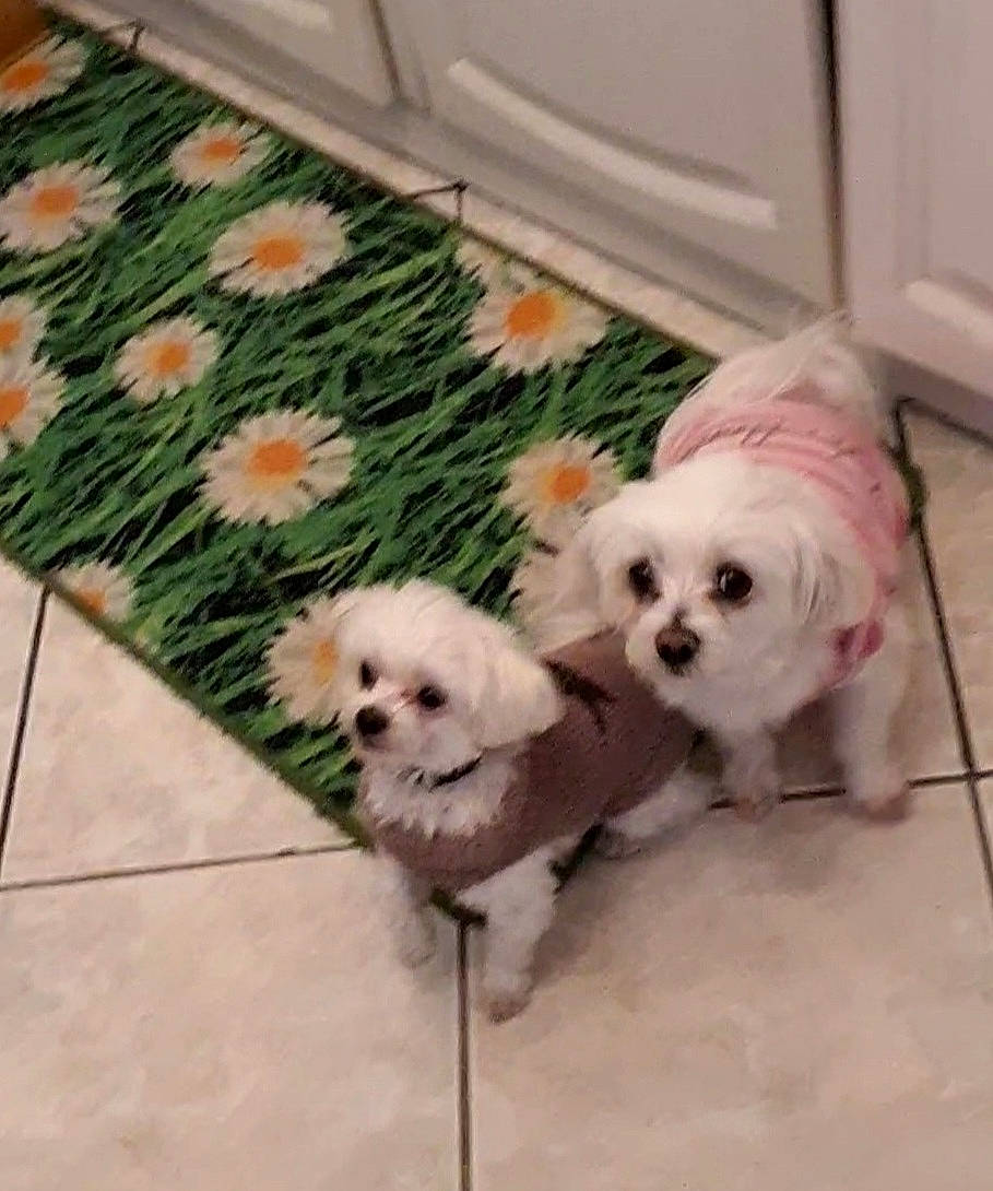 Vanille participe au concours pour gagner de l'argent avec cette photo : canidae, carnivore, companion_dog, dog, dog_breed, dog_supply, flooring, floral_design, flower, fur, mal_shi, maltepoo, pattern, petal, plant, shih_poo, sporting_group, toy_dog, working_animal, yorkipoo