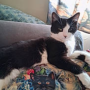 Lola joined the competition — help win amazing prizes! cat, black_and_white, couch, blanket, painted_cats, fluffy, relaxed, indoor, pet, animal, feline, whiskers, ears, paw, fur, portrait, resting, colorful, pattern, home