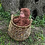 Michael is registered to the contest to win money with this photo: baby, child, basket, outdoor, grass, tree, wood, nature, greenery, infant, cute, fuzzy_clothing, hooded_jacket, portrait, sitting, ground, curious, small, woven, texture