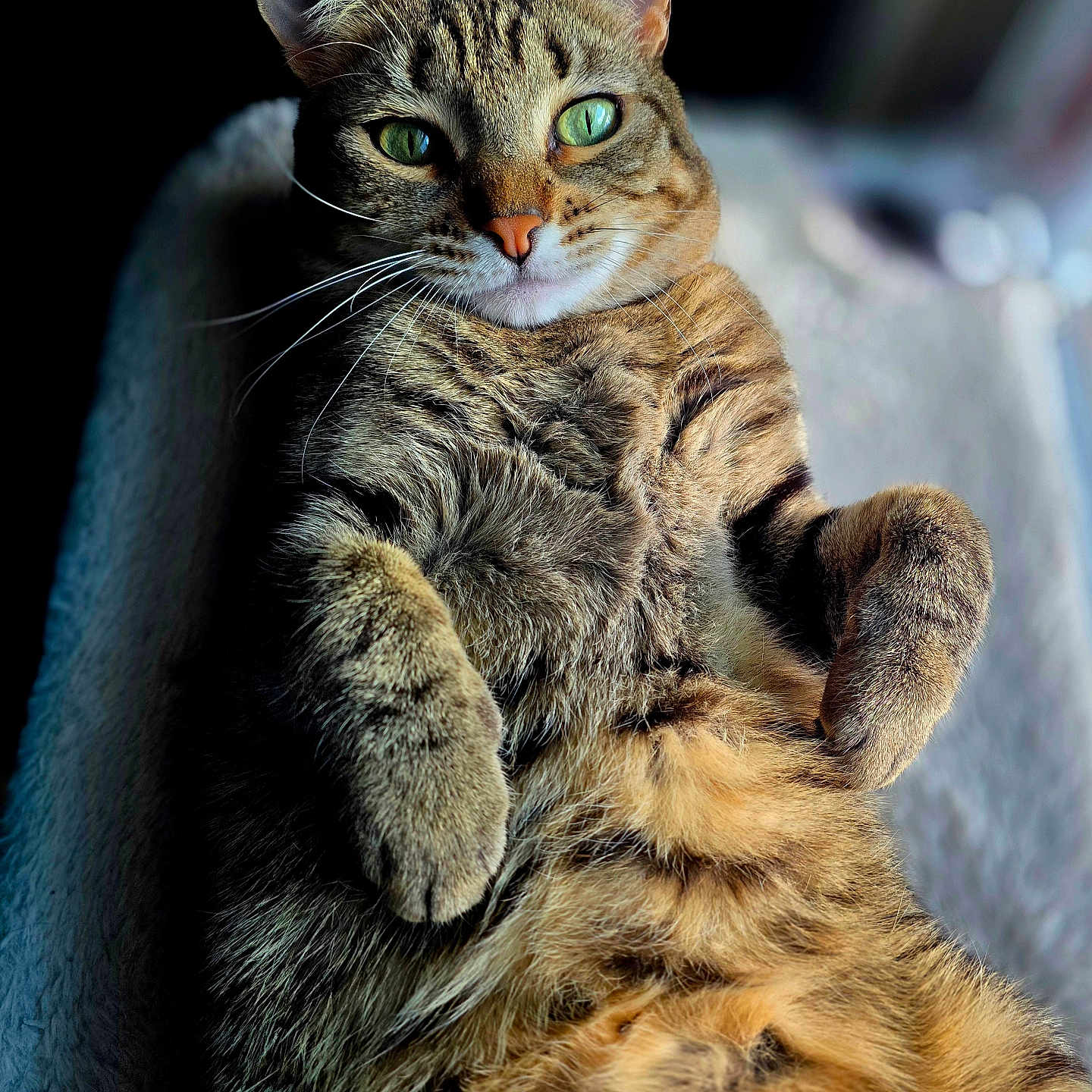 Indica Jones is registered to the contest to win money with this photo: cat, tabby, feline, pet, relaxed, green_eyes, fur, whiskers, paws, lying_down, close_up, indoor, cozy, portrait, animal, cute, sleepy, soft, texture, resting