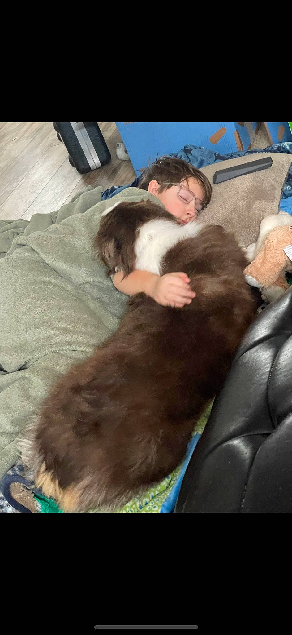 Henry joined the competition — help win amazing prizes! canidae, car_seat, car_seat_cover, comfort, companion_dog, dog, dog_breed, family_car, fawn, fun, fur, gesture, guard_dog, human_leg, leisure, liver, luxury_vehicle, snout, sporting_group, working_animal