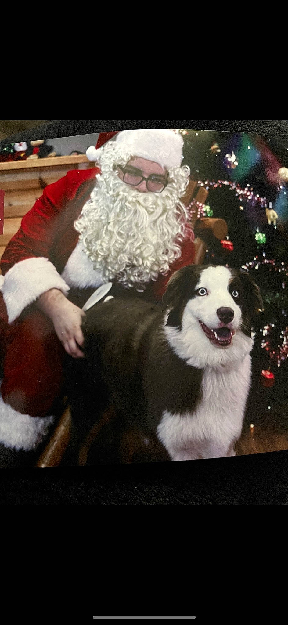 Henry is registered to the contest to win money with this photo: beard, carnivore, chair, christmas, christmas_eve, companion_dog, dog, dog_breed, event, eyewear, facial_hair, fictional_character, formal_wear, fur, glasses, happy, holiday, lap, santa_claus, sitting