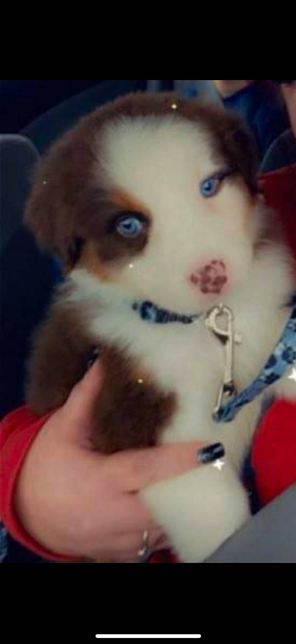 Henry joined the competition — help win amazing prizes! carnivore, chest, companion_dog, dog, dog_breed, eyelash, fawn, finger, fur, helmet, nail, paw, pomeranian, puppy_love, selfie, snout, toy, toy_dog, whiskers, working_animal