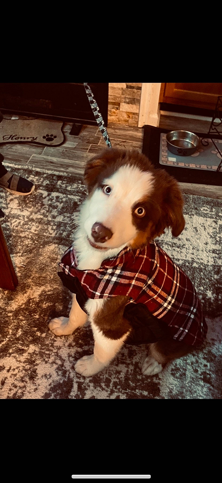 Henry joined the competition — help win amazing prizes! canidae, carnivore, companion_dog, dog, dog_breed, dog_clothes, dog_supply, fawn, flooring, fur, happy, leash, pattern, pet_supply, plaid, snout, sporting_group, tartan, whiskers, working_animal