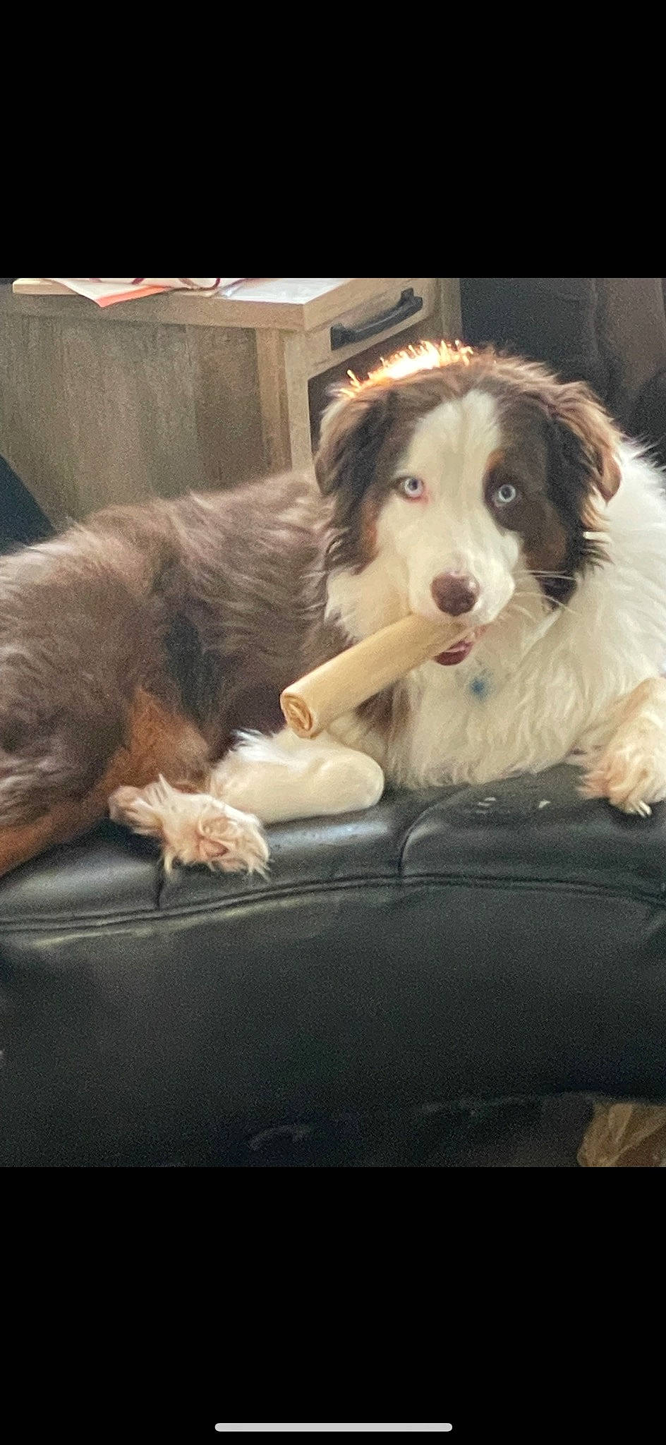 Henry is registered to the contest to win money with this photo: border_collie, bored, canidae, carnivore, comfort, companion_dog, dog, dog_breed, fur, gun_dog, herding_dog, snout, sporting_group, windshield, working_animal, working_dog