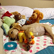 Gypsy is registered to the contest to win money with this photo: